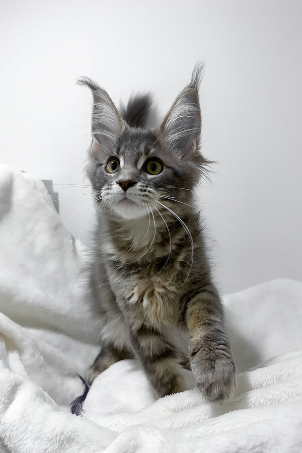 Gwen | Maine Coon Kitten