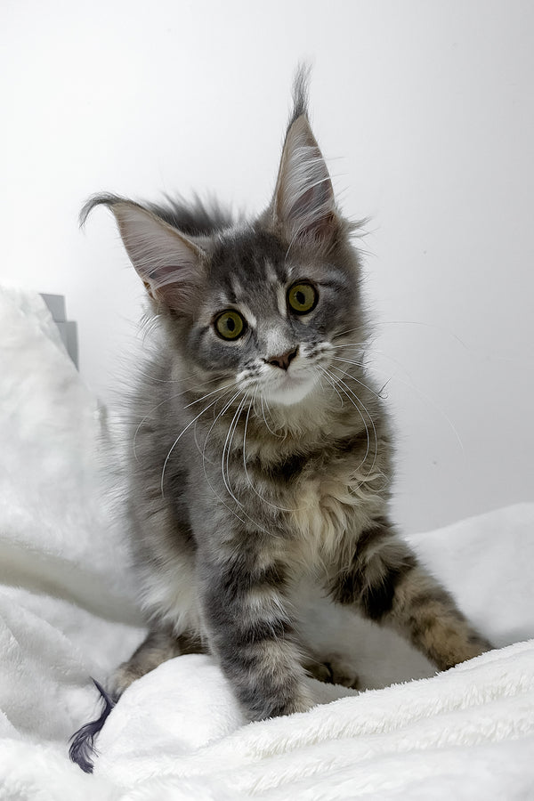 Gwen | Maine Coon Kitten