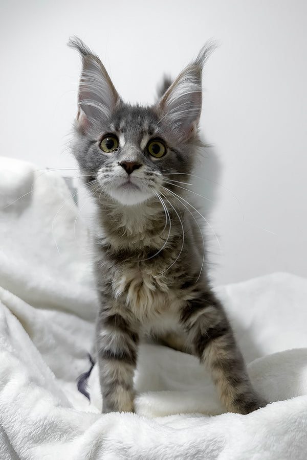 Gwen | Maine Coon Kitten