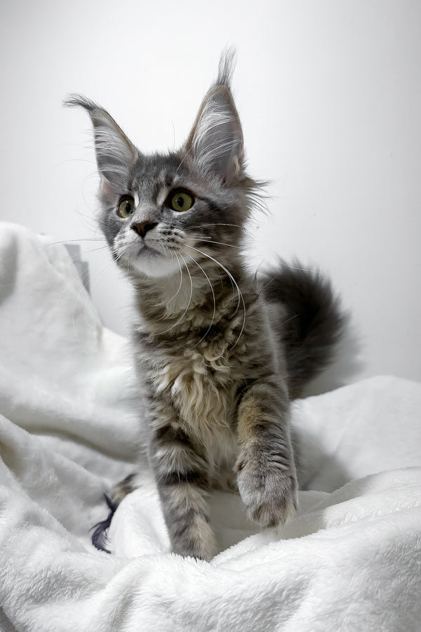 Gwen | Maine Coon Kitten