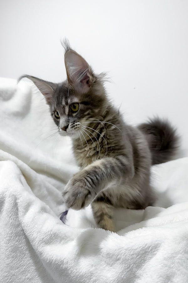Gwen | Maine Coon Kitten