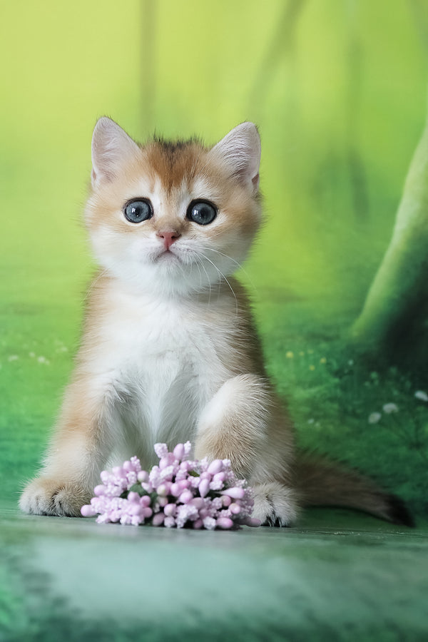 Helen | British Shorthair Kitten
