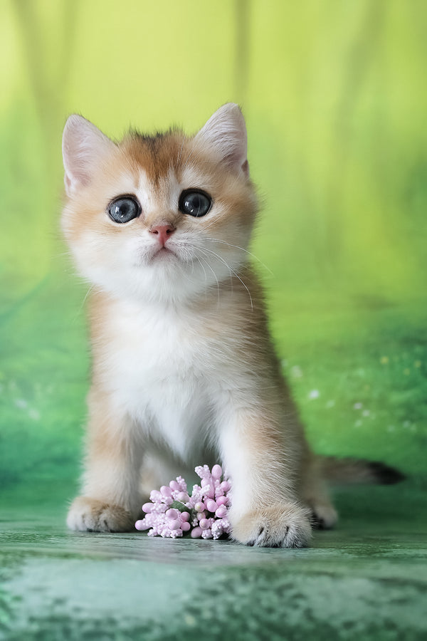 Helen | British Shorthair Kitten