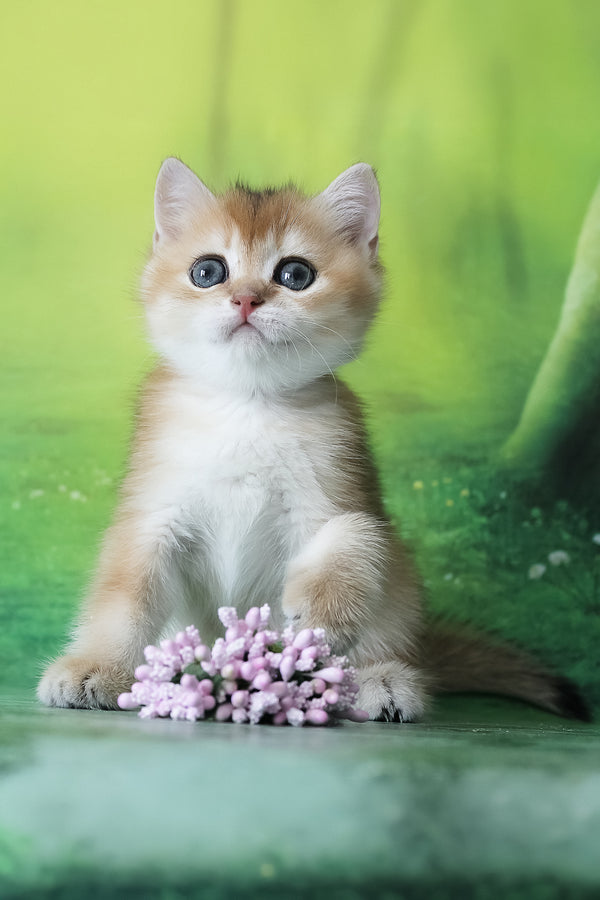 Helen | British Shorthair Kitten