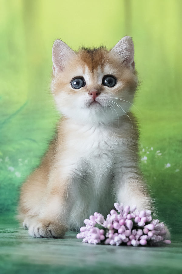 Helen | British Shorthair Kitten