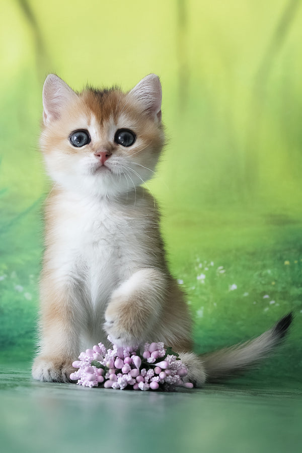 Helen | British Shorthair Kitten