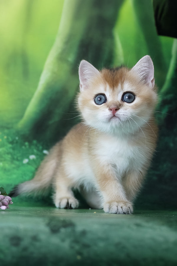 Helen | British Shorthair Kitten
