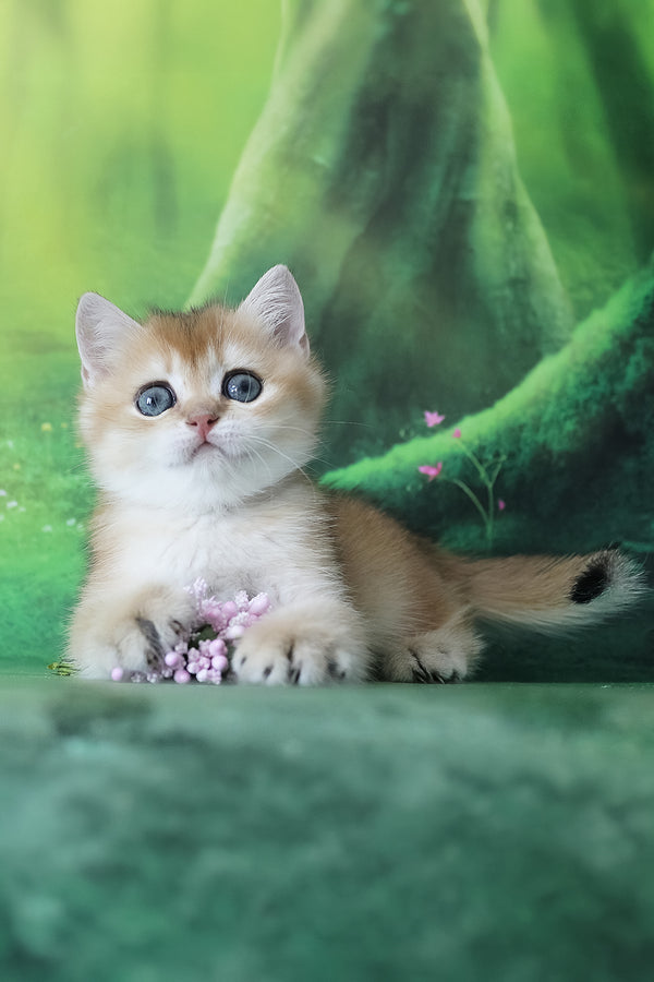Helen | British Shorthair Kitten