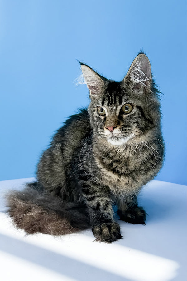 Heidi | Maine Coon Kitten