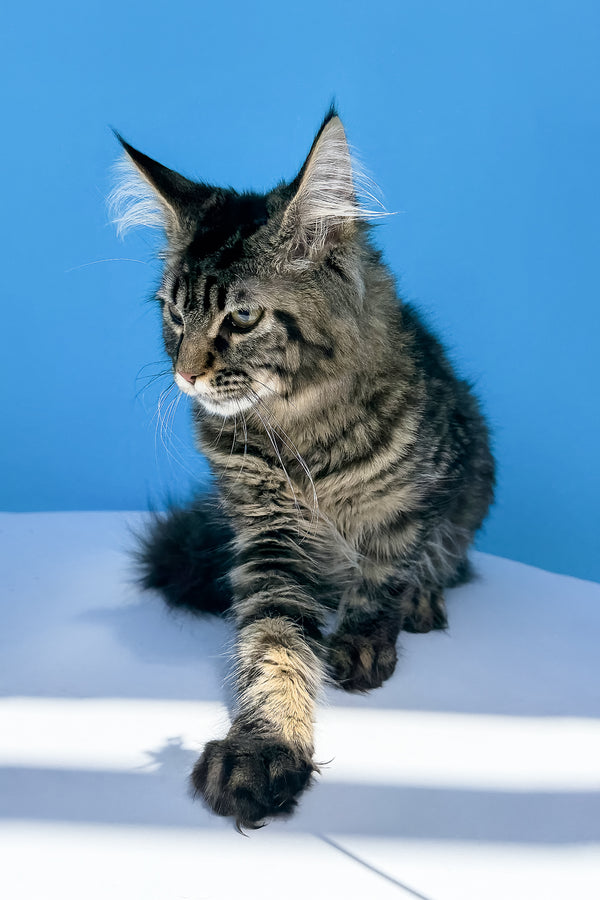 Heidi | Maine Coon Kitten