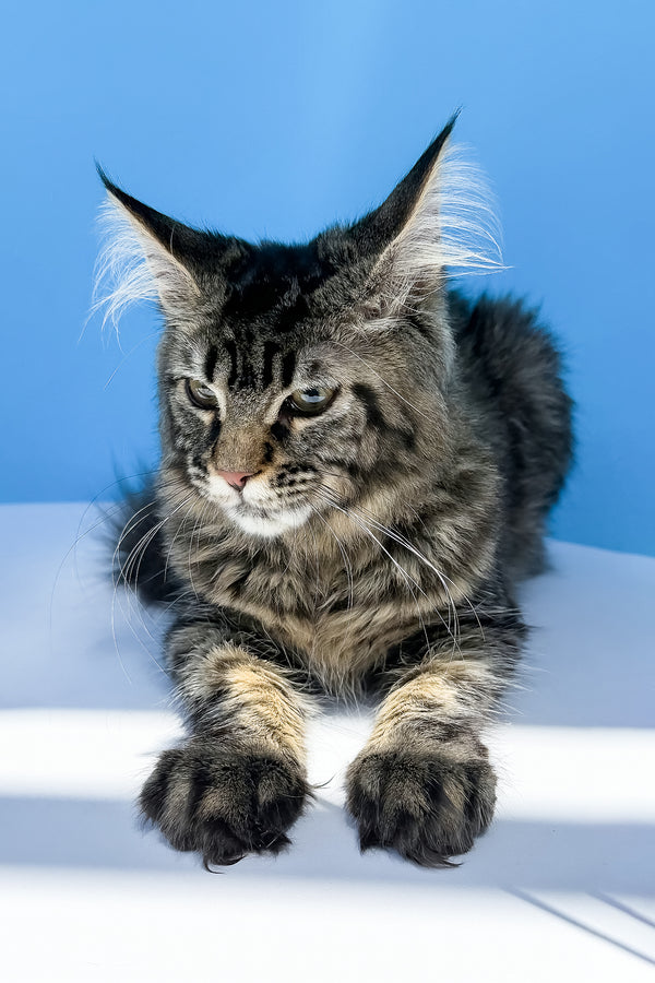 Heidi | Maine Coon Kitten