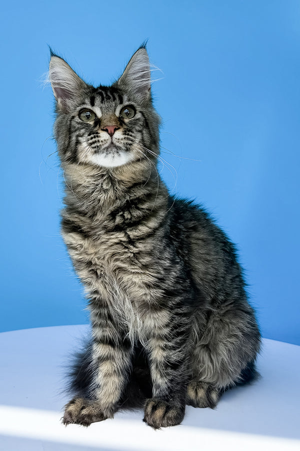 Heidi | Maine Coon Kitten