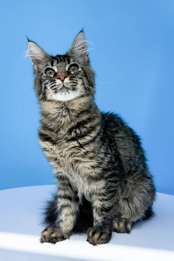 Heidi | Maine Coon Kitten