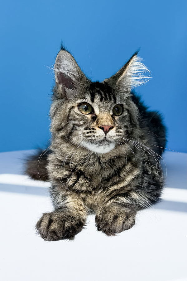 Heidi | Maine Coon Kitten