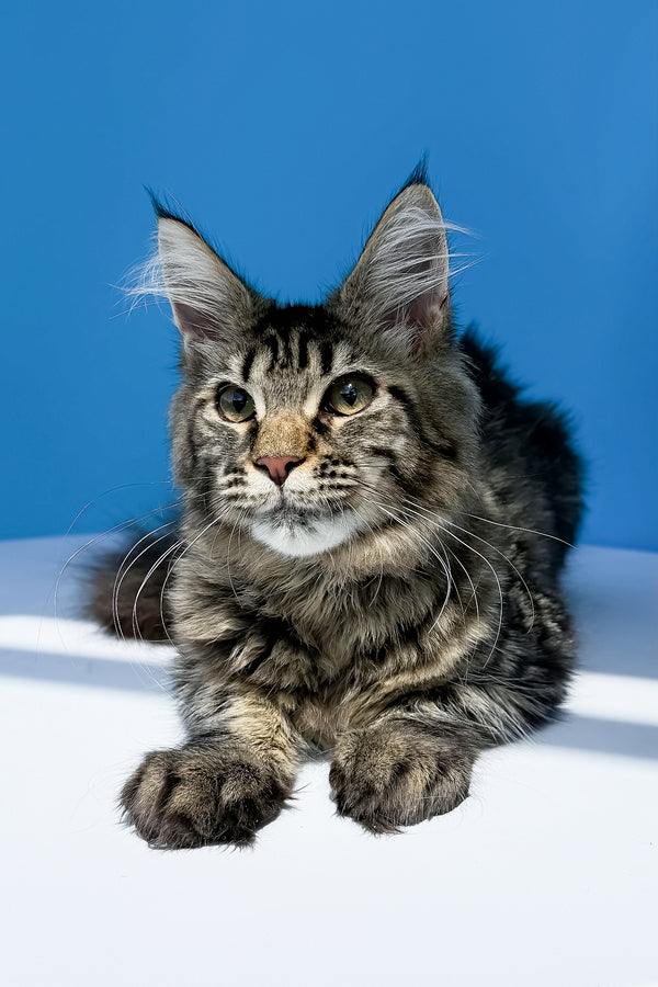 Heidi | Maine Coon Kitten