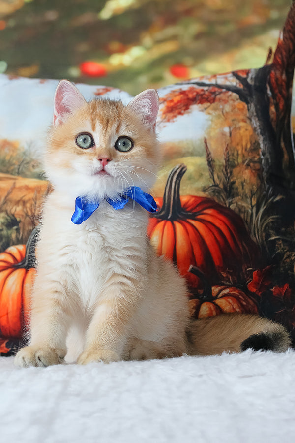 Hasan | British Shorthair Kitten