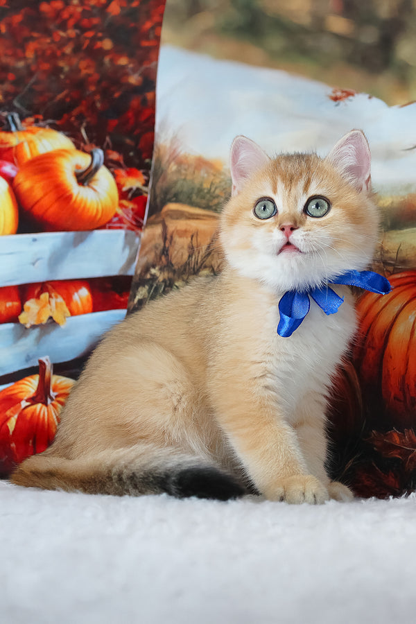 Hasan | British Shorthair Kitten