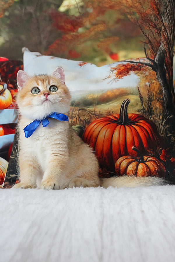 Hasan | British Shorthair Kitten