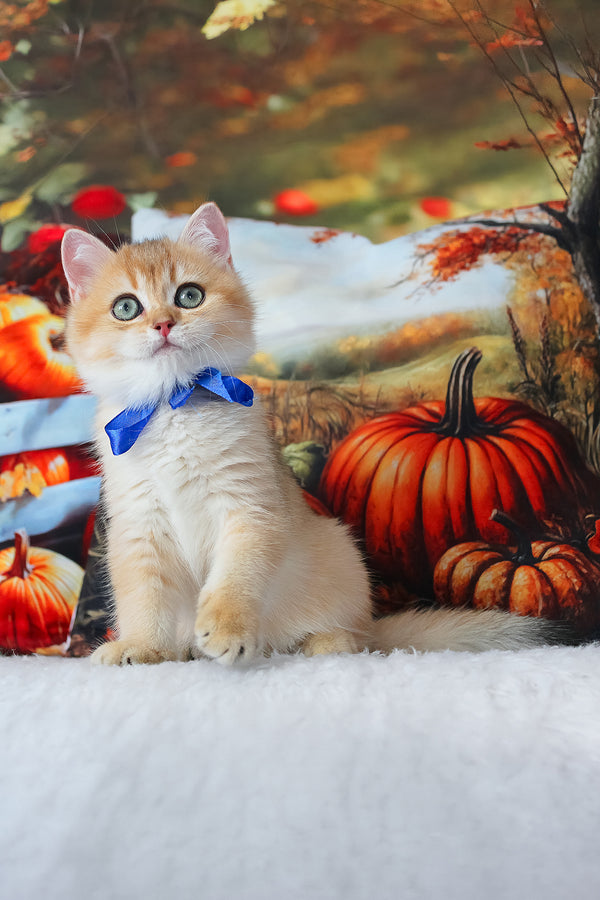 Hasan | British Shorthair Kitten