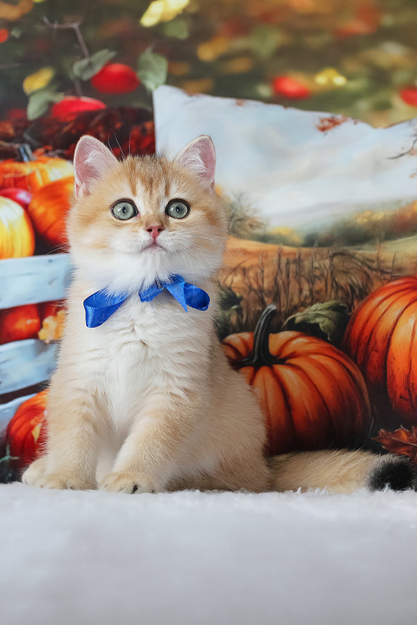 Hasan | British Shorthair Kitten