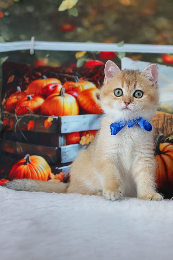 Hasan | British Shorthair Kitten