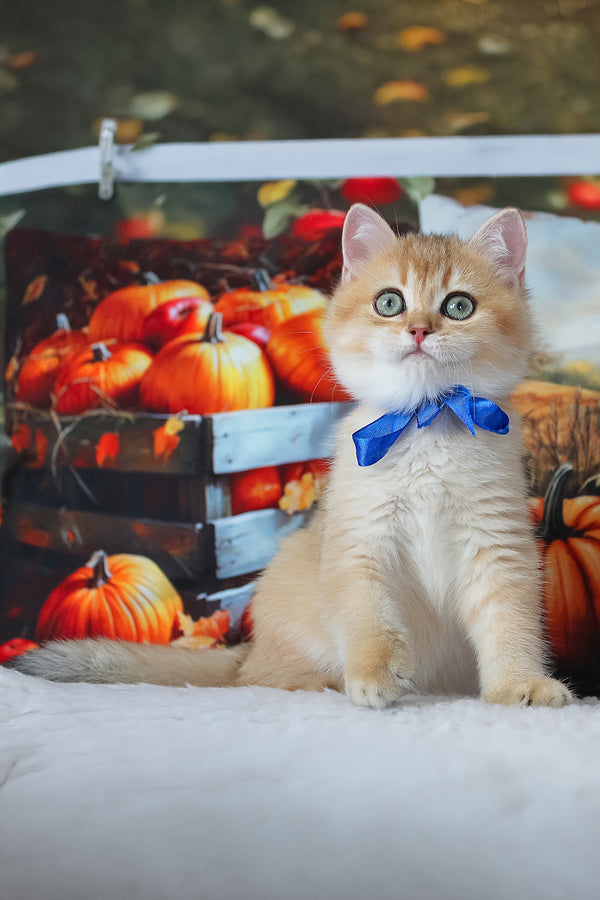 Hasan | British Shorthair Kitten
