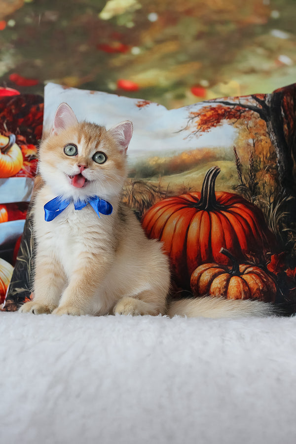 Hasan | British Shorthair Kitten