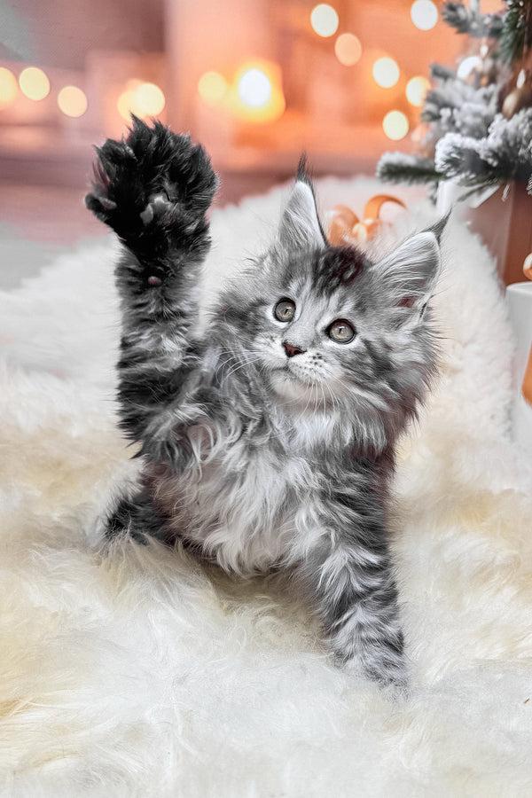 Hawk | Maine Coon Kitten