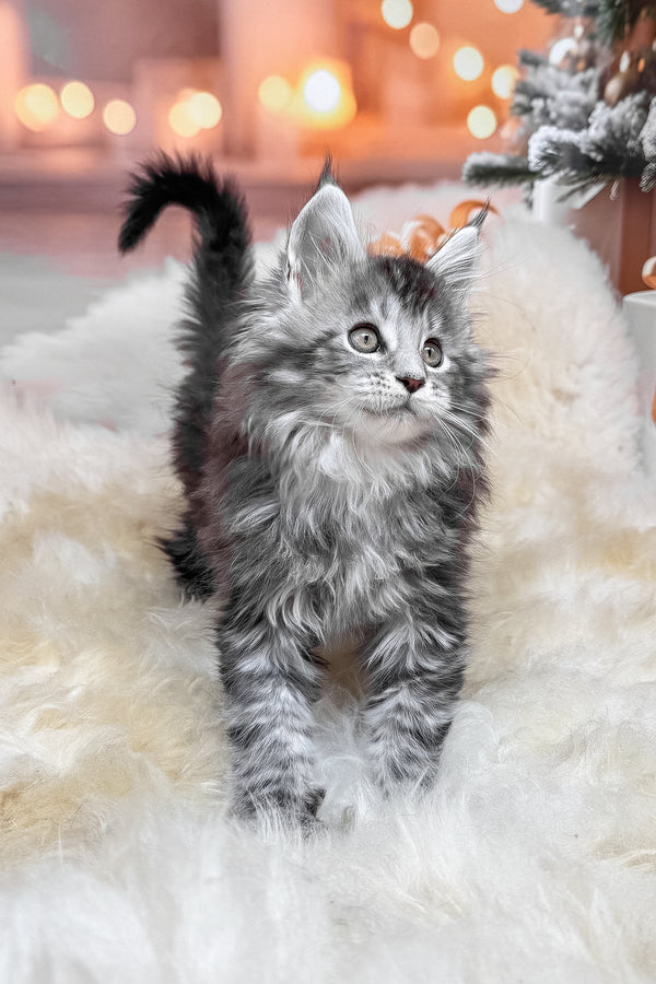 Hawk | Maine Coon Kitten