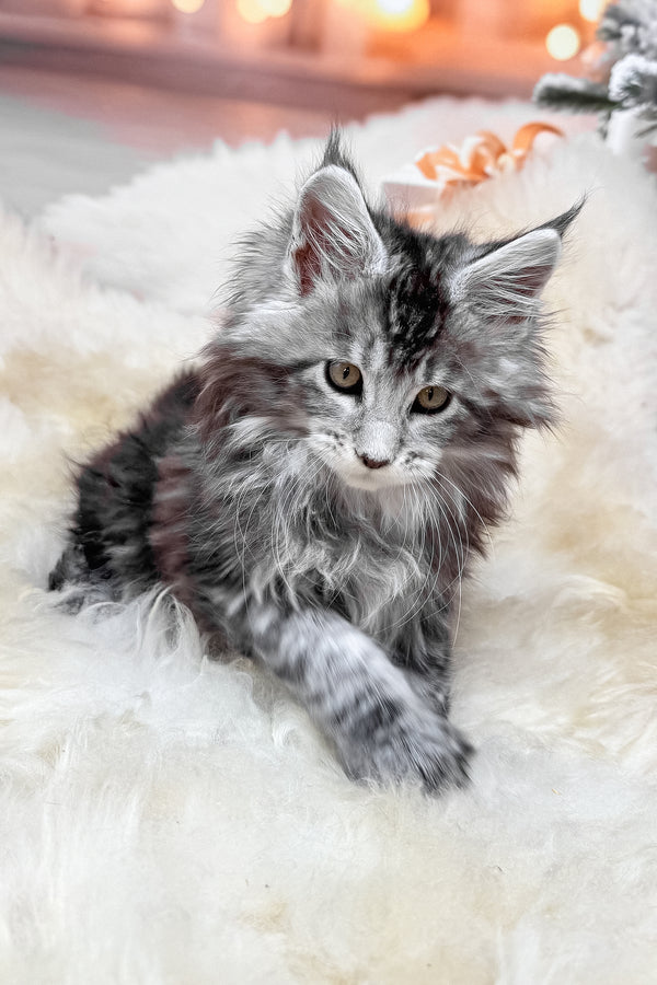 Hawk | Maine Coon Kitten