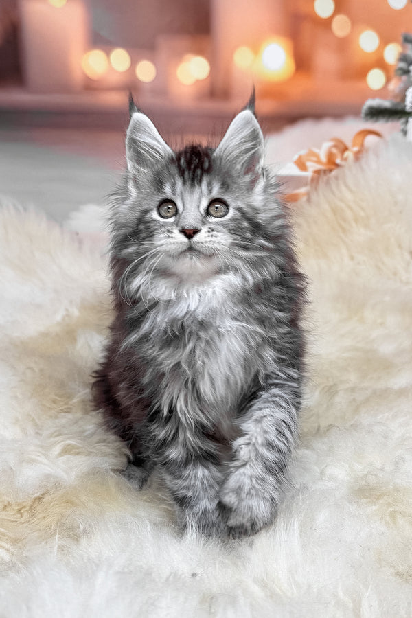 Hawk | Maine Coon Kitten