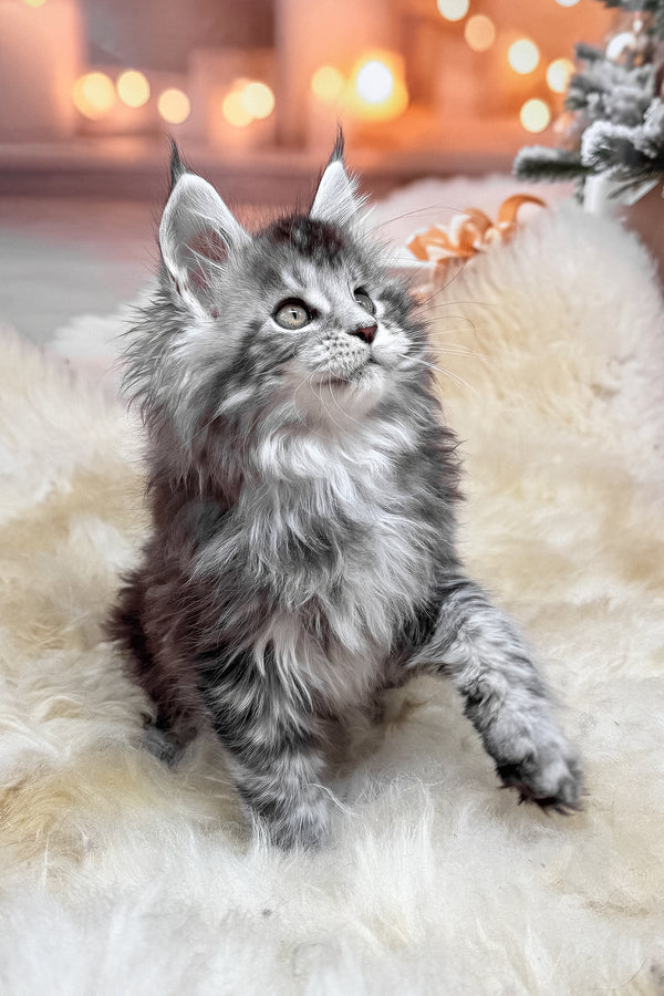 Hawk | Maine Coon Kitten