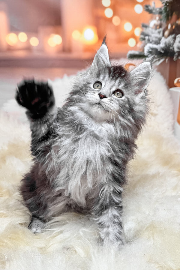 Hawk | Maine Coon Kitten