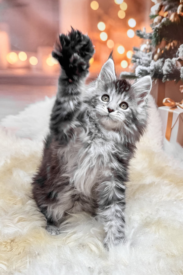 Hawk | Maine Coon Kitten