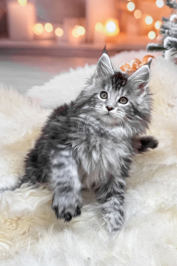 Hawk | Maine Coon Kitten