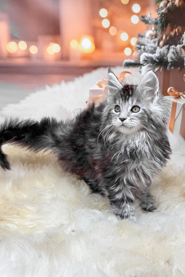 Hawk | Maine Coon Kitten