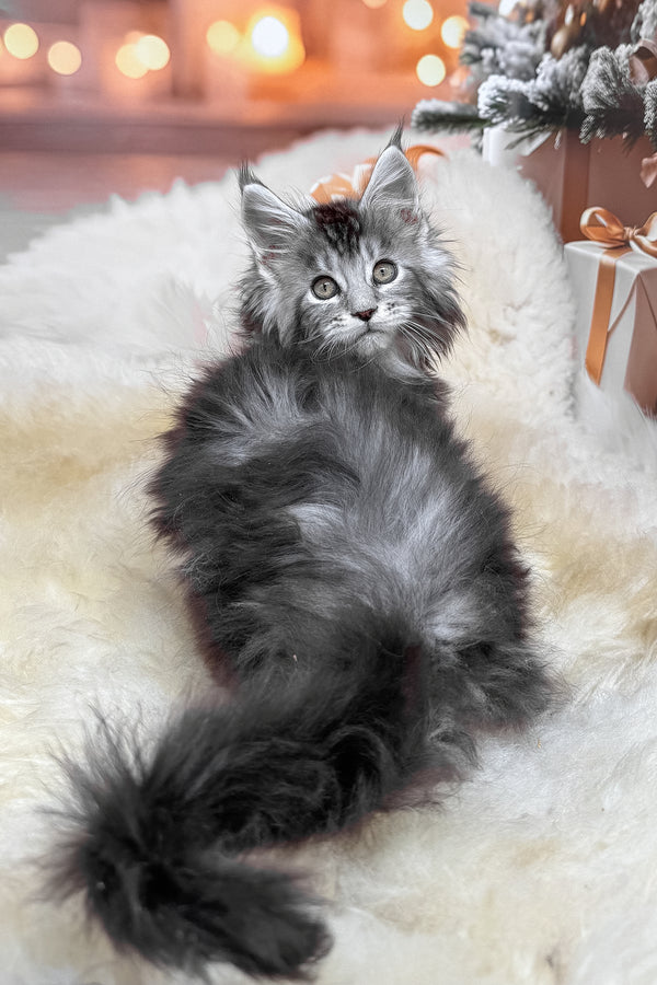 Hawk | Maine Coon Kitten