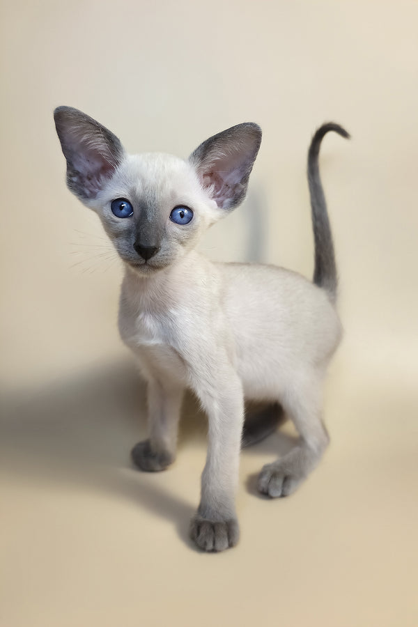 Haze | Oriental Shorthair Kitten