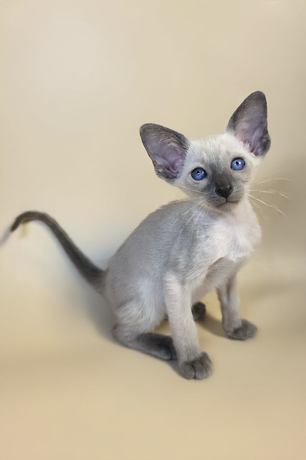 Haze | Oriental Shorthair Kitten