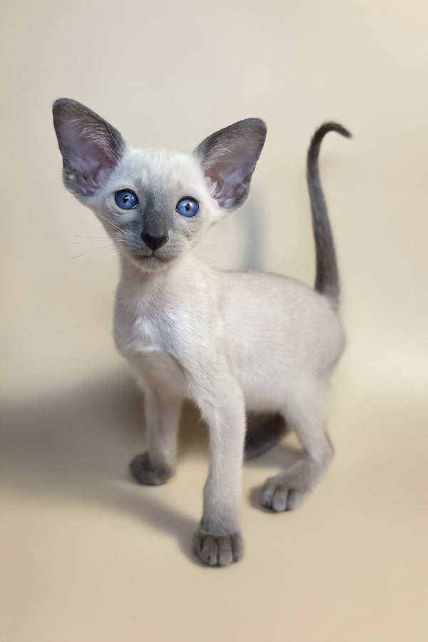 Haze | Oriental Shorthair Kitten