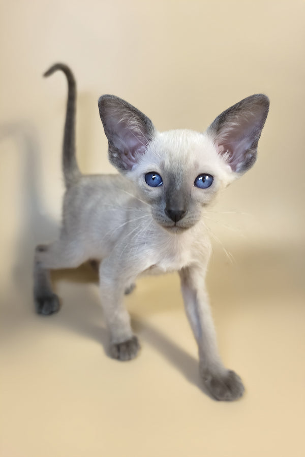 Haze | Oriental Shorthair Kitten