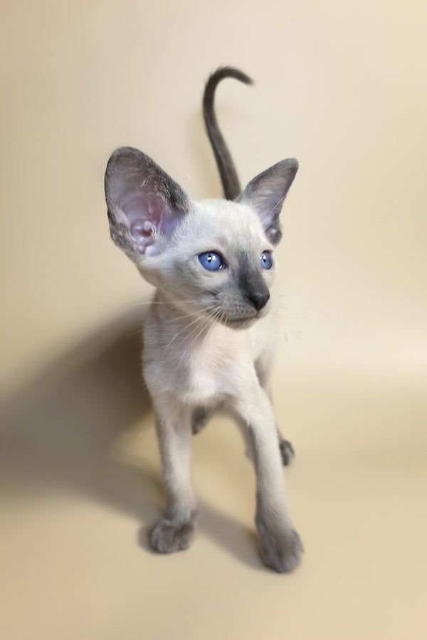 Haze | Oriental Shorthair Kitten