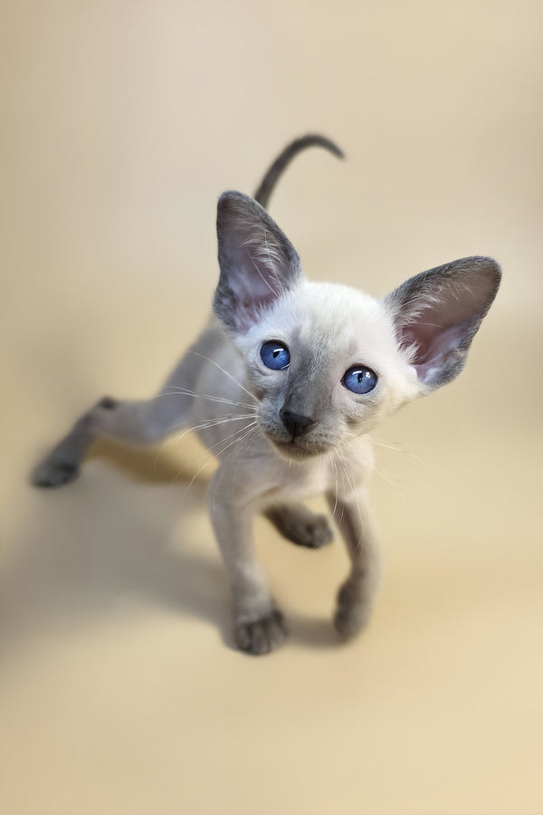 Haze | Oriental Shorthair Kitten