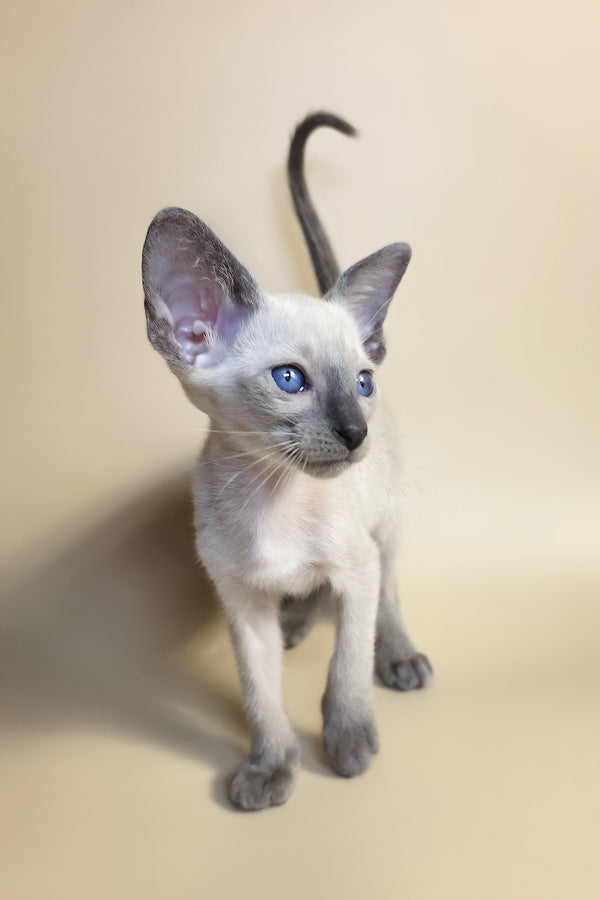 Haze | Oriental Shorthair Kitten