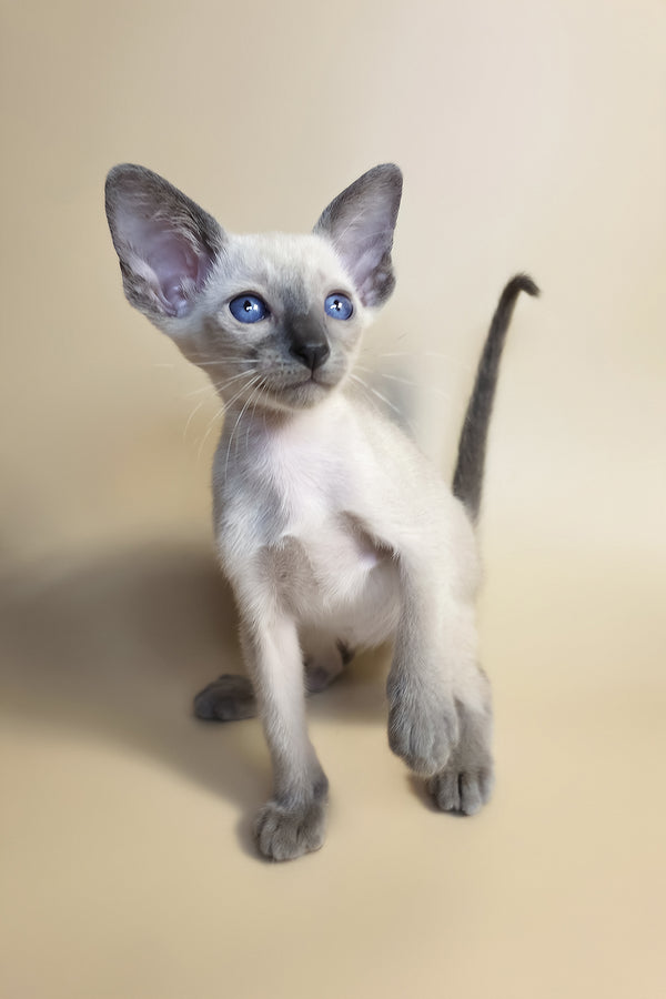 Haze | Oriental Shorthair Kitten
