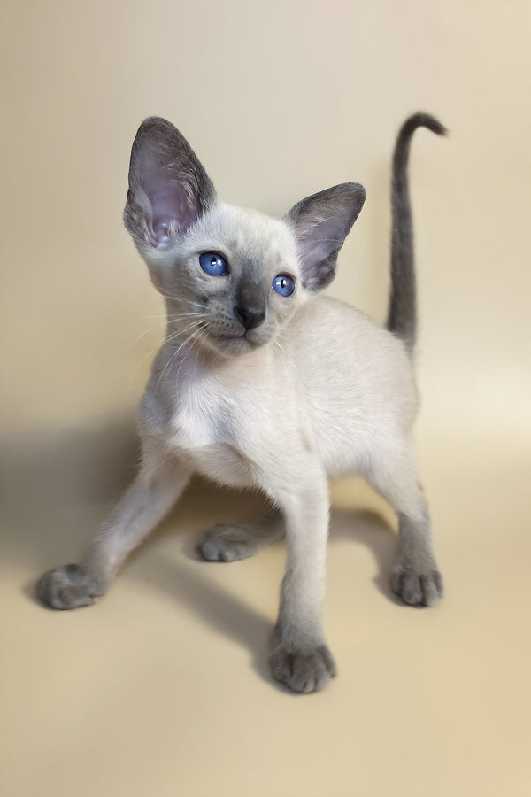 Haze | Oriental Shorthair Kitten