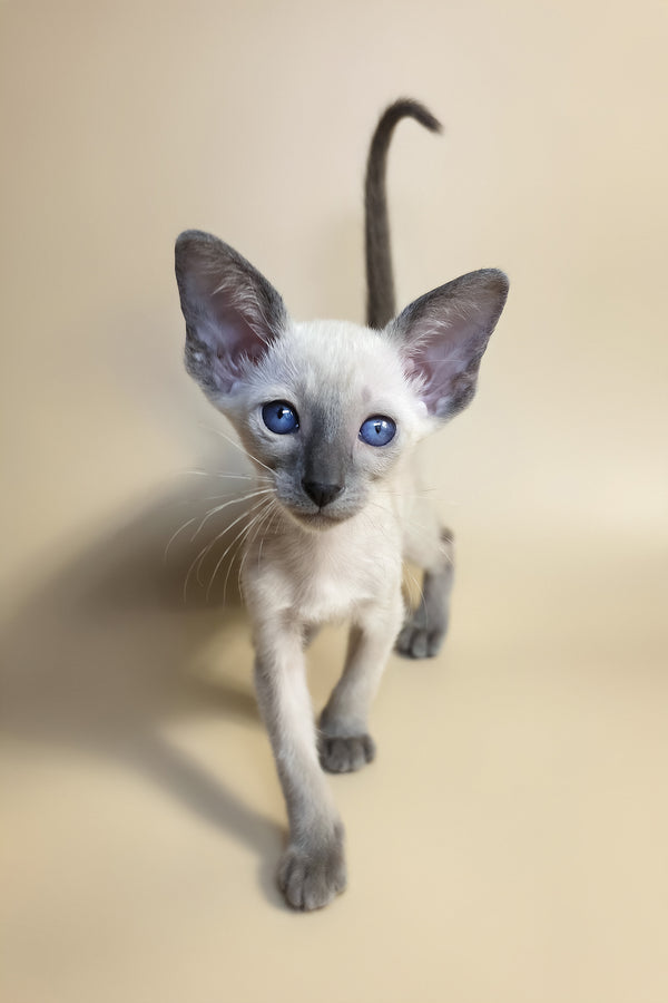 Haze | Oriental Shorthair Kitten