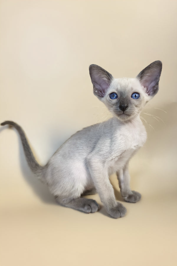 Haze | Oriental Shorthair Kitten