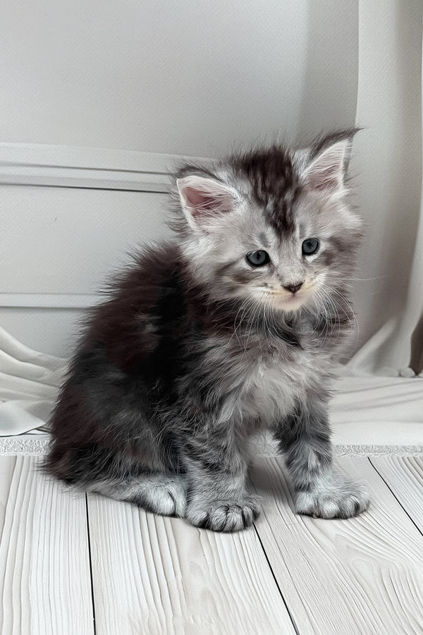 Hermes | Polydactyl Maine Coon Kitten