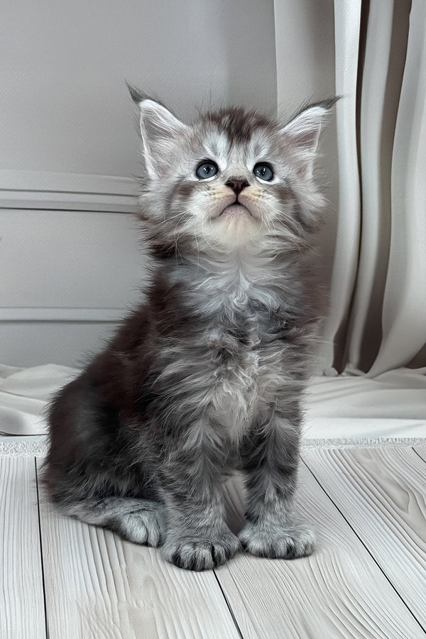 Hermes | Polydactyl Maine Coon Kitten